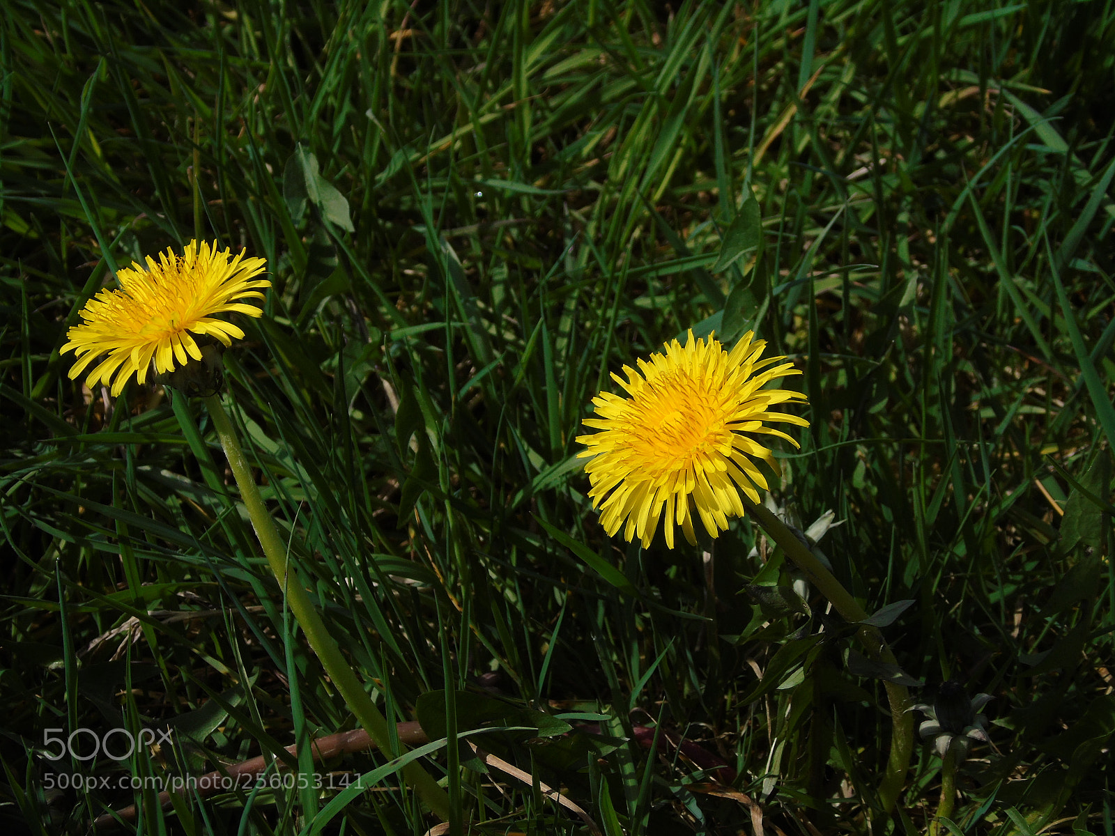 Sony Cyber-shot DSC-H400 sample photo. Dandelion duo in the photography
