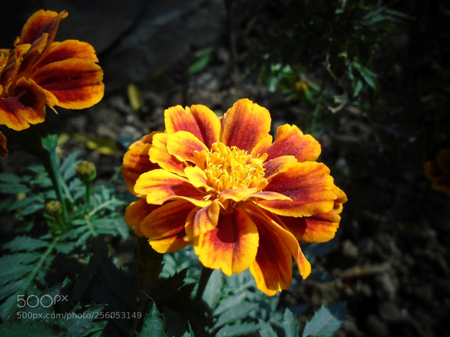 Sony Cyber-shot DSC-W800 sample photo. December 2017 080 photography