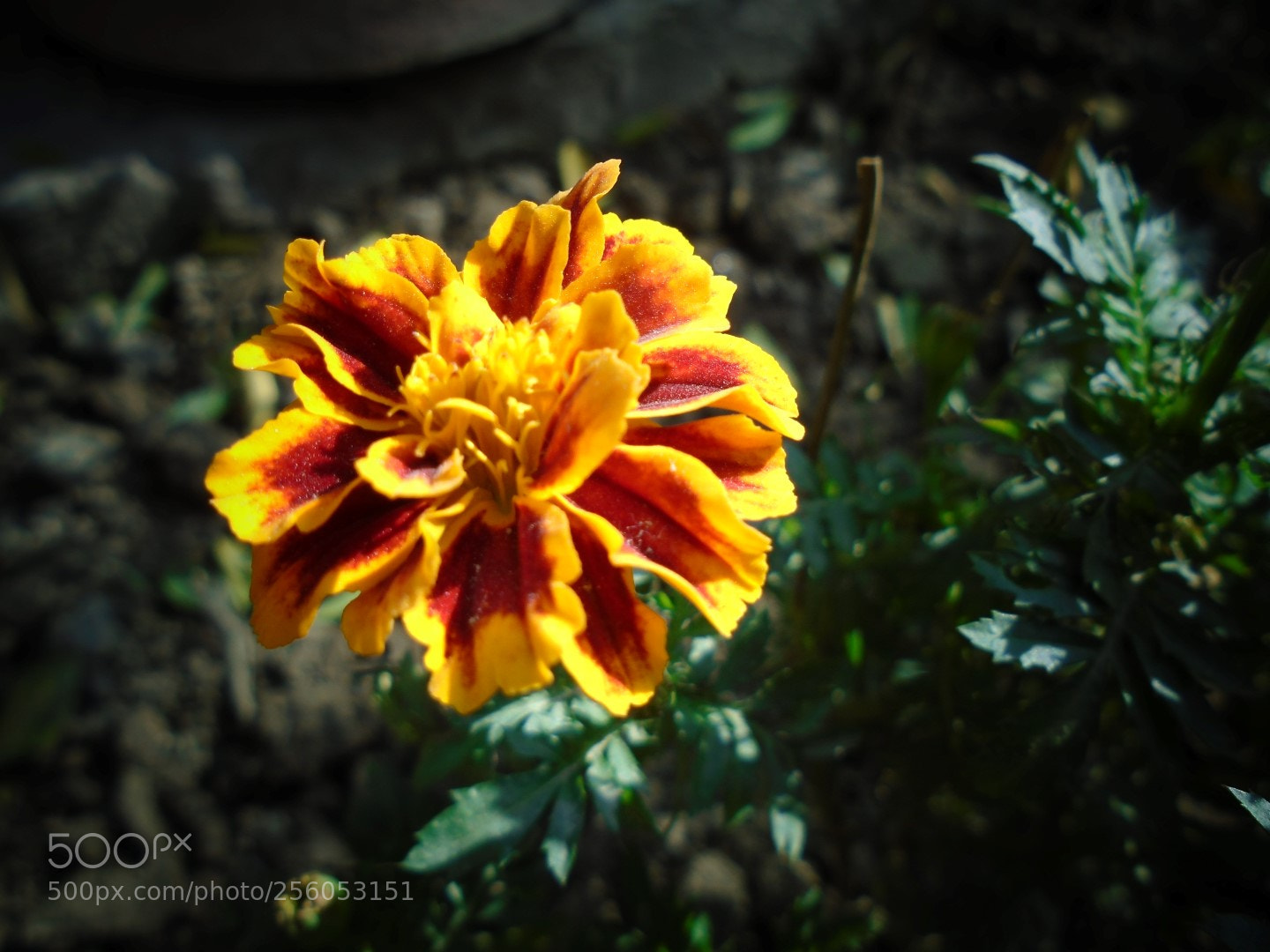 Sony Cyber-shot DSC-W800 sample photo. December 2017 081 photography
