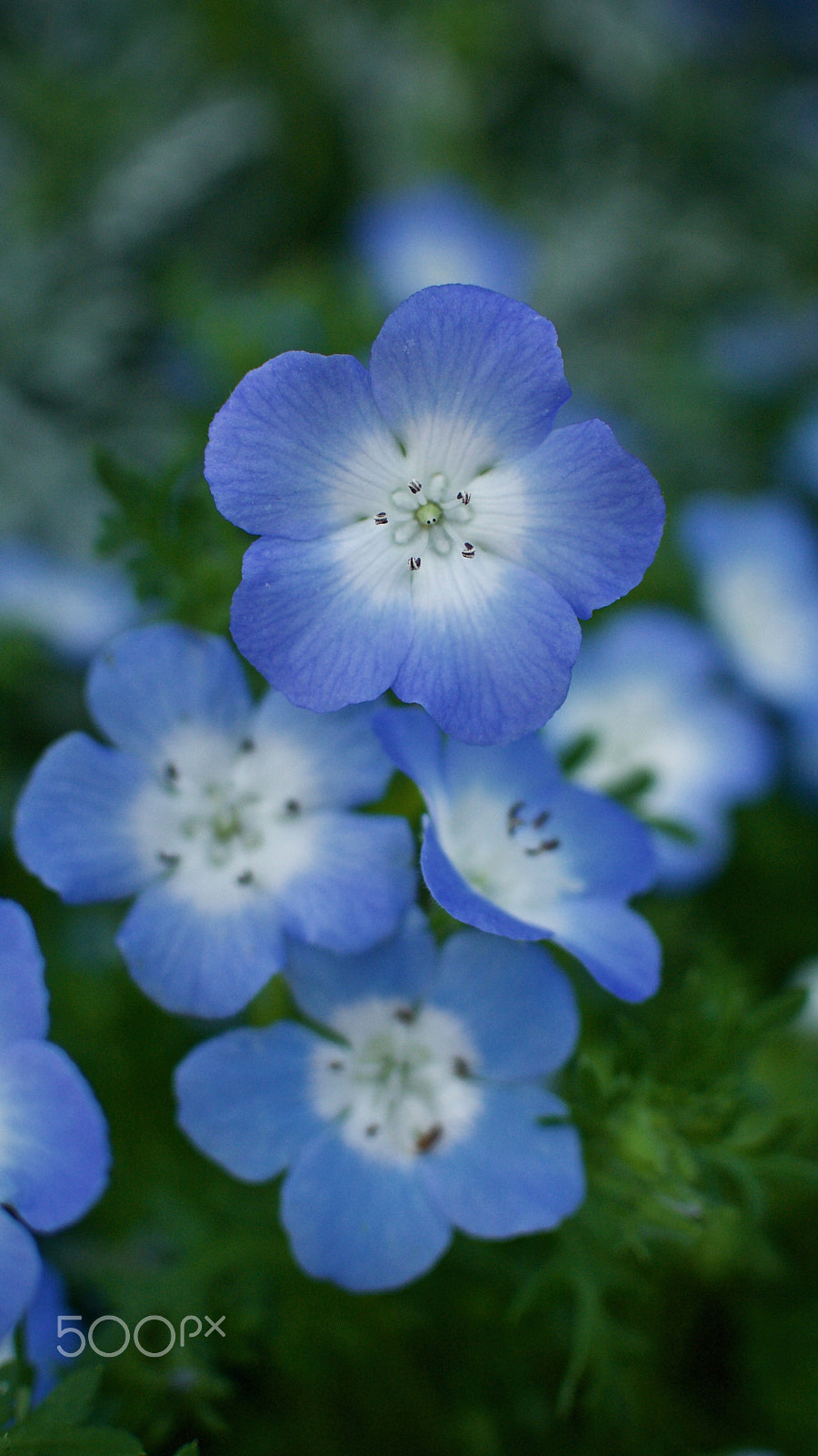 Nikon 1 J2 sample photo. Blue & white flowers photography