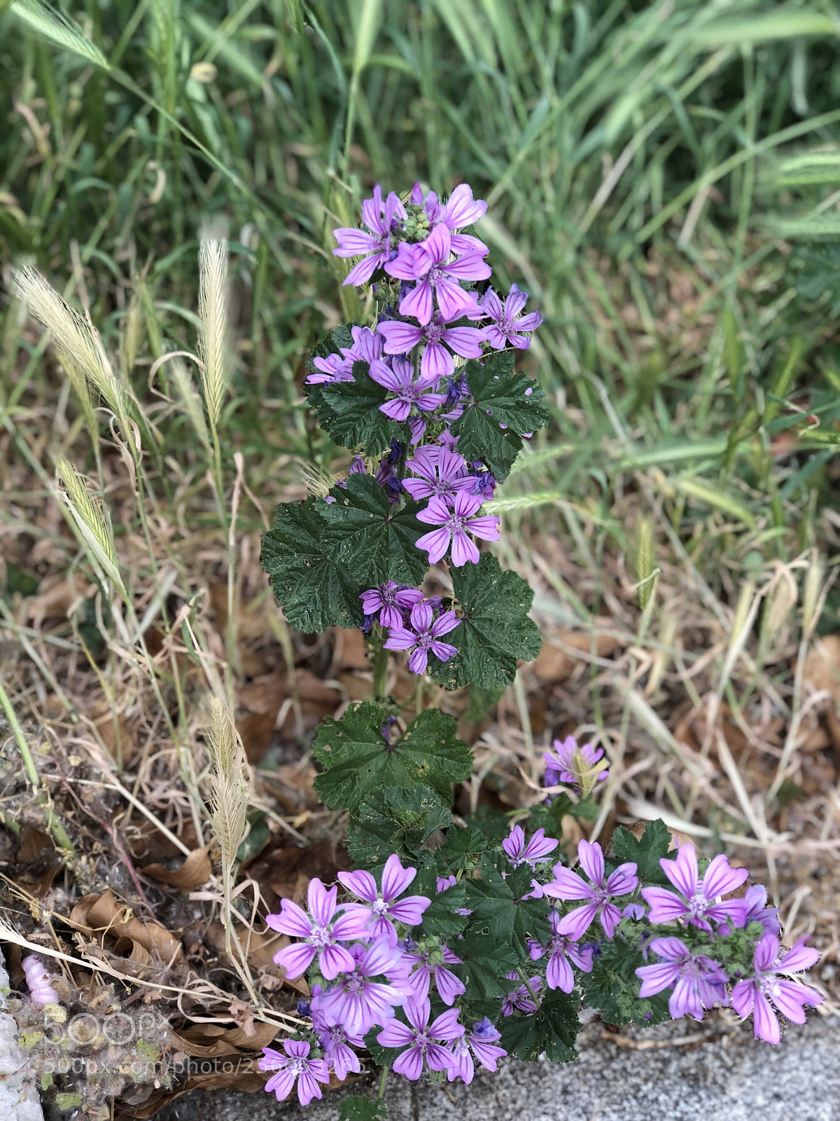 Apple iPhone 8 Plus sample photo. Nature in imola photography