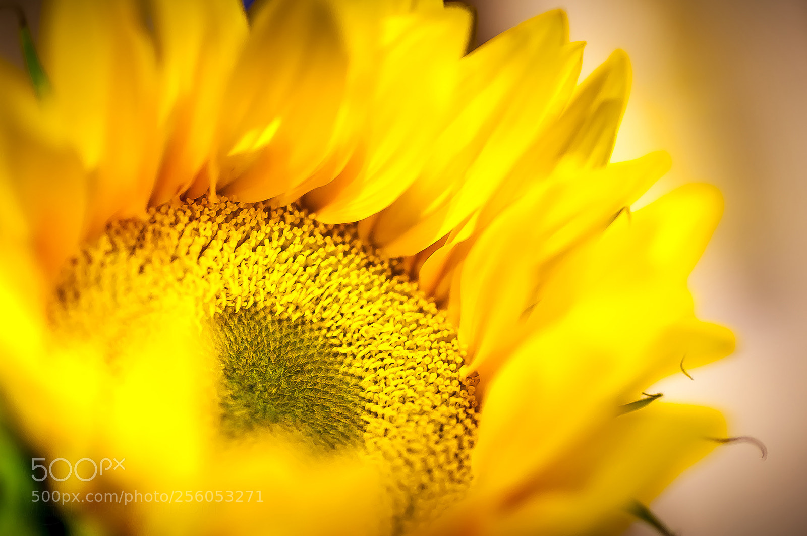 Canon EOS 5D Mark II sample photo. Remembering summer photography