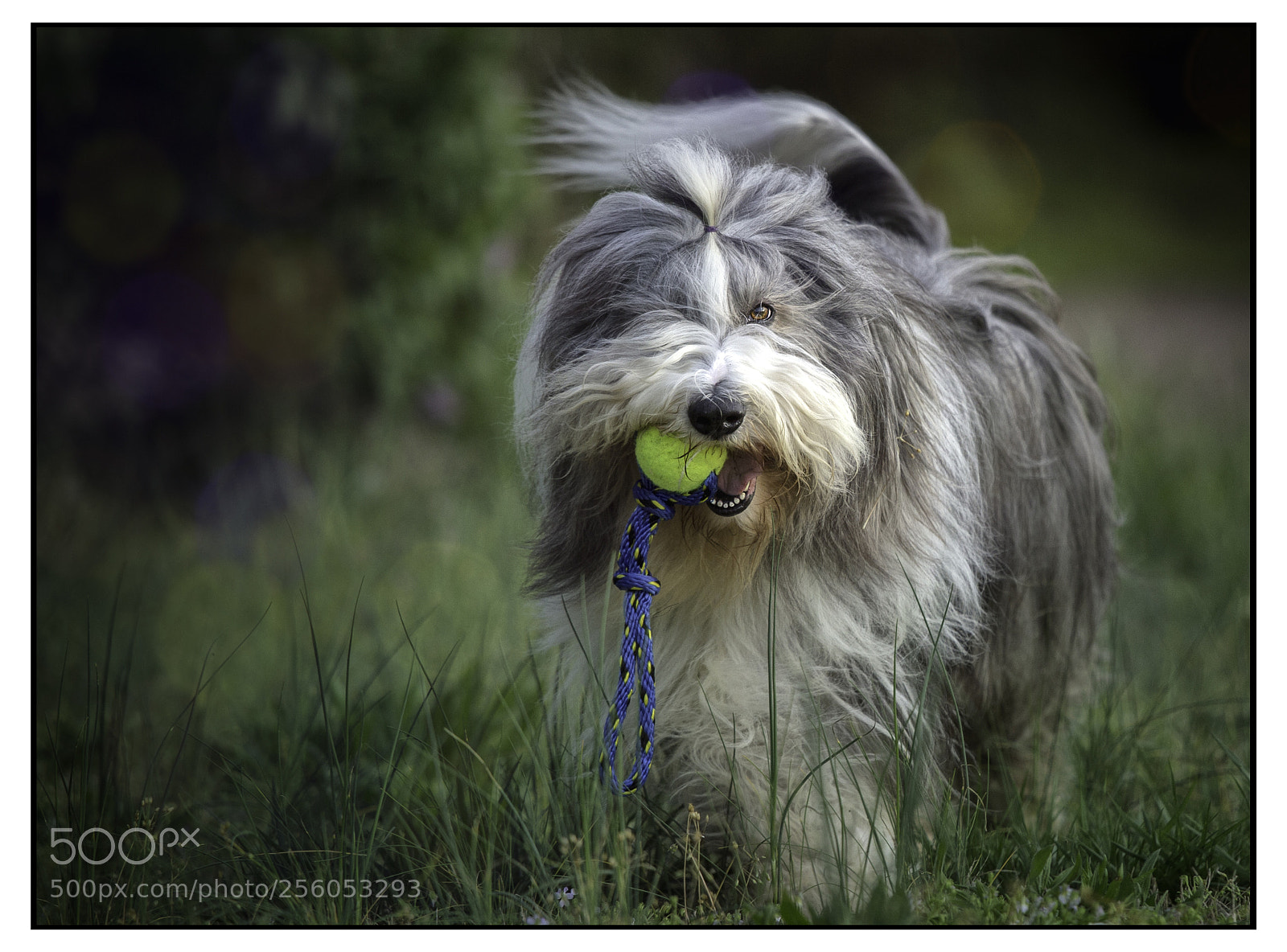 Canon EOS 6D sample photo. Bearded collie playing photography