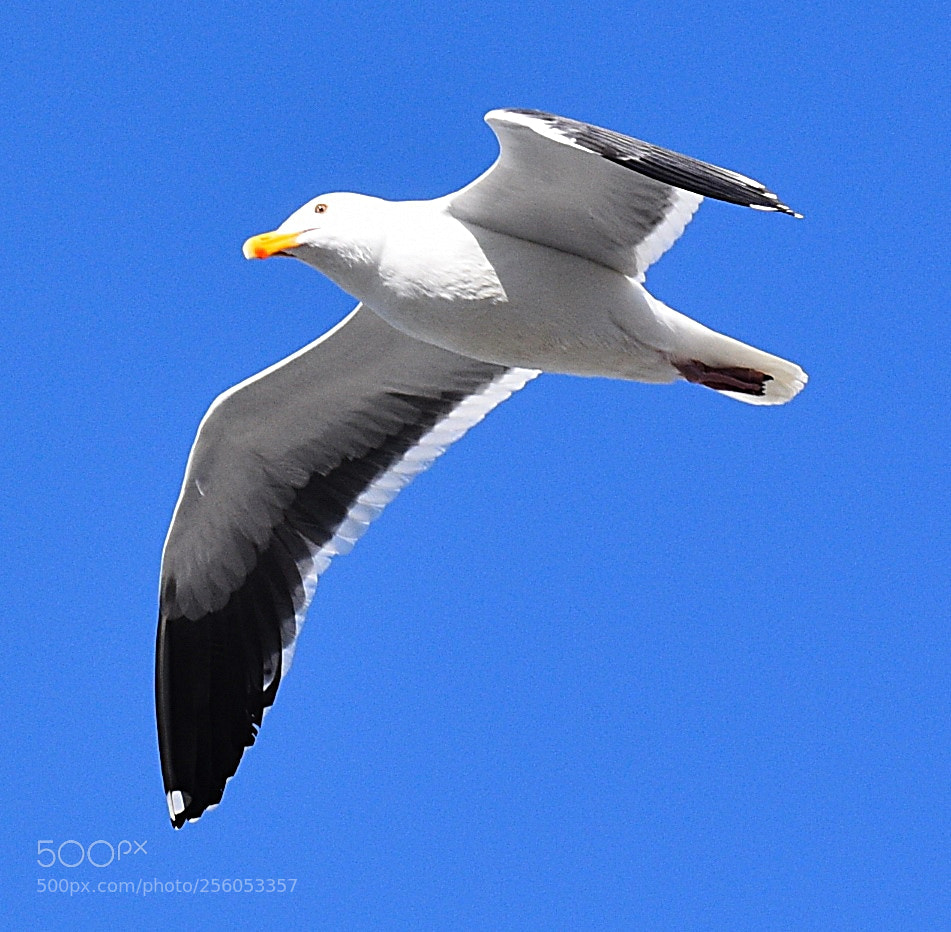 Nikon D7200 sample photo. Seagull flying across the photography