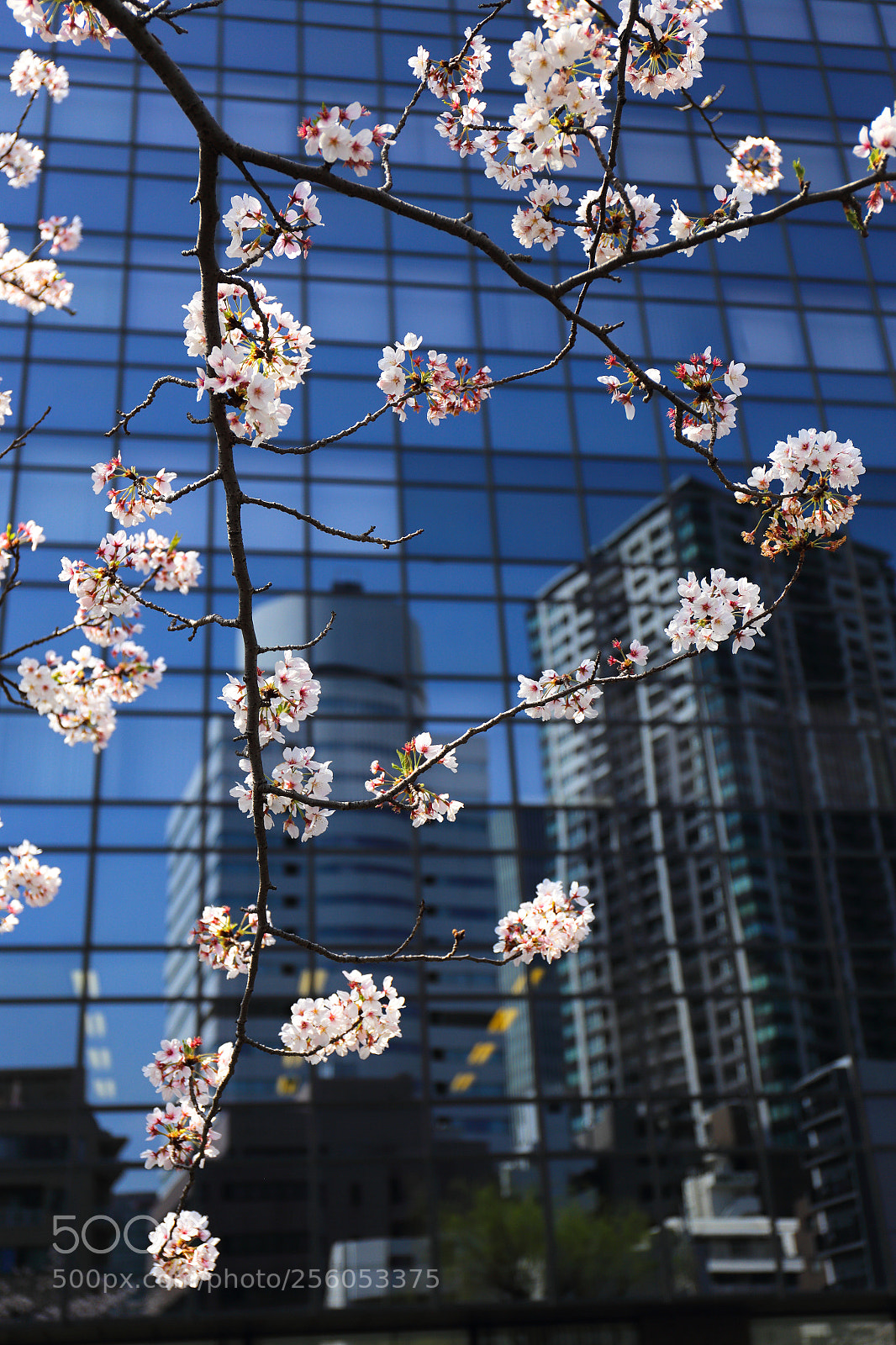 Canon EOS 6D sample photo. Sakura in the city photography