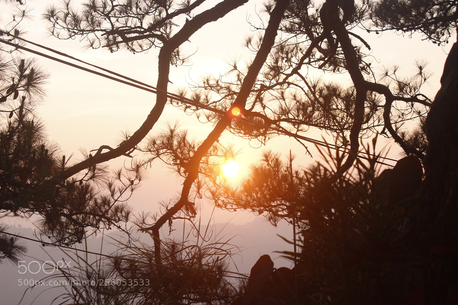 Canon EOS 650D (EOS Rebel T4i / EOS Kiss X6i) sample photo. Branches photography
