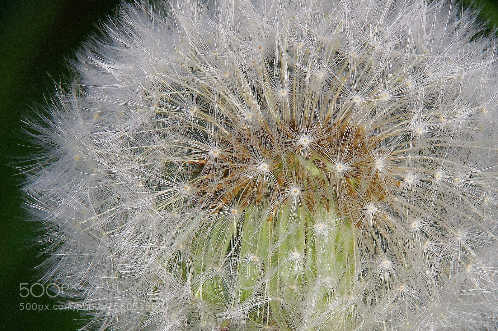 Pentax K-5 II sample photo. Pusteblume photography
