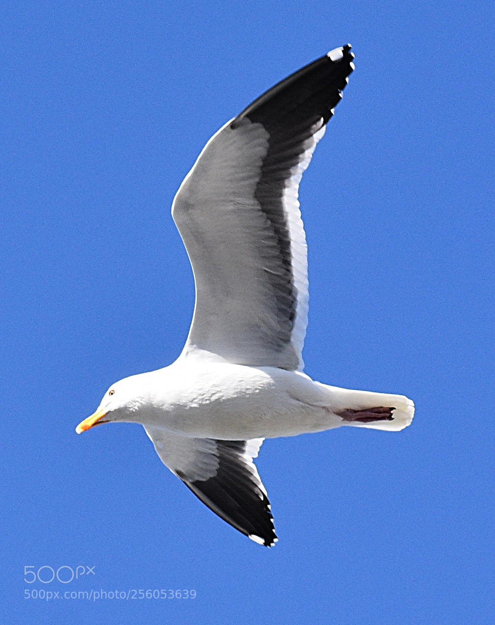 Nikon D7200 sample photo. Seagull flying across the photography