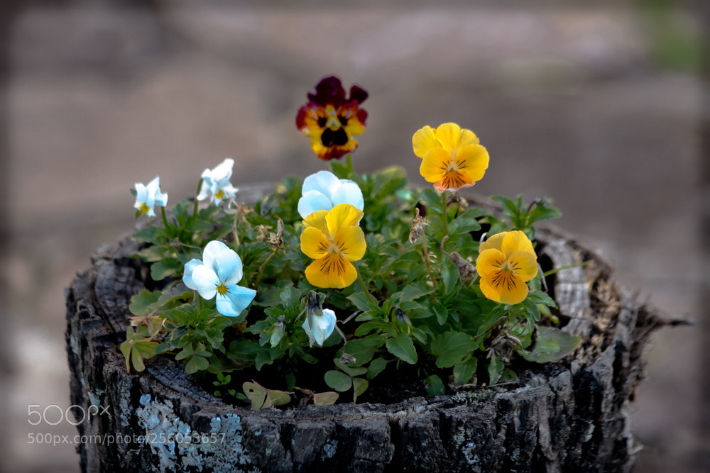 Canon EOS 700D (EOS Rebel T5i / EOS Kiss X7i) sample photo. Viola tricolor photography