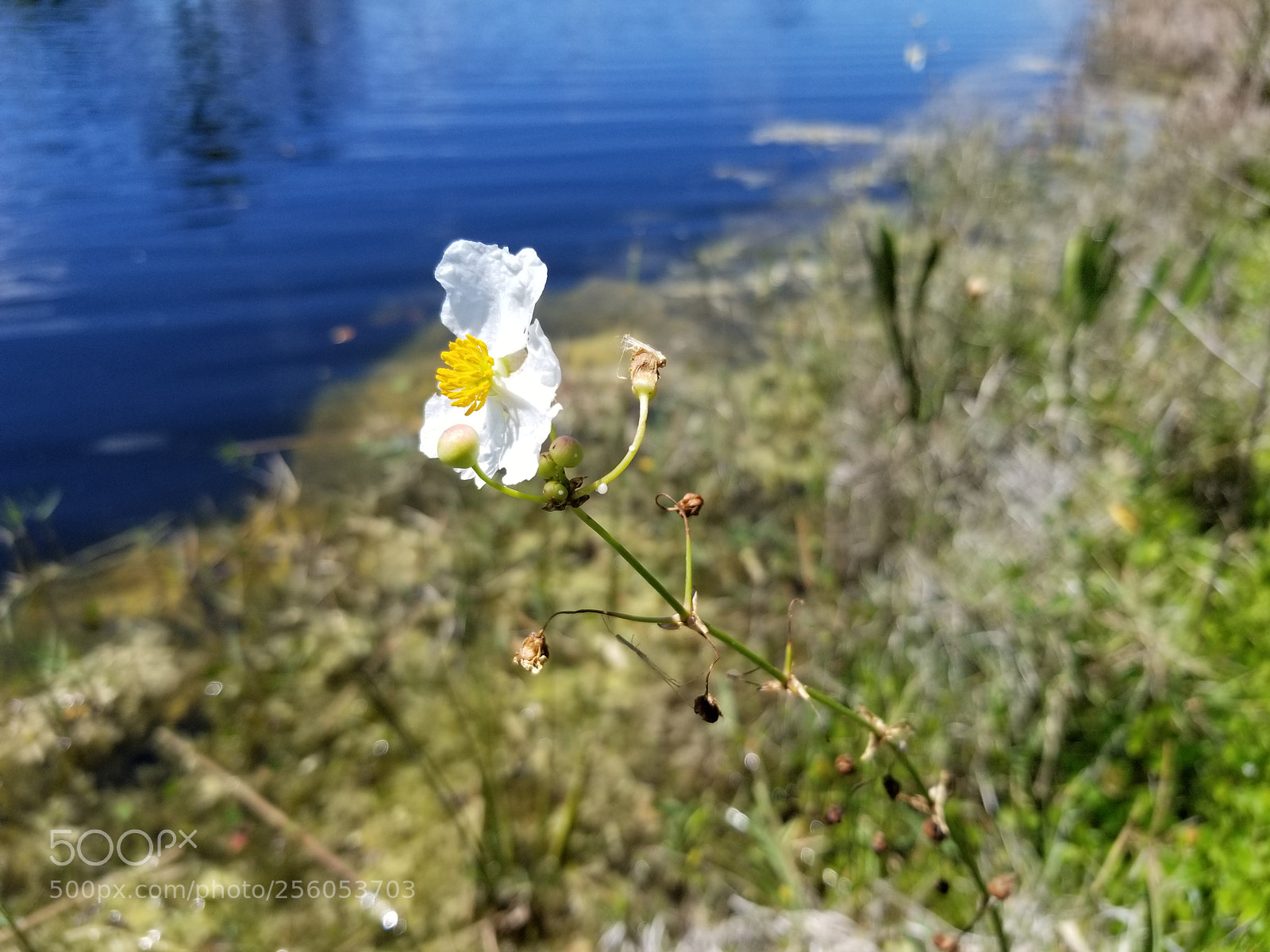 Samsung Galaxy S8 sample photo. Lakeside photography