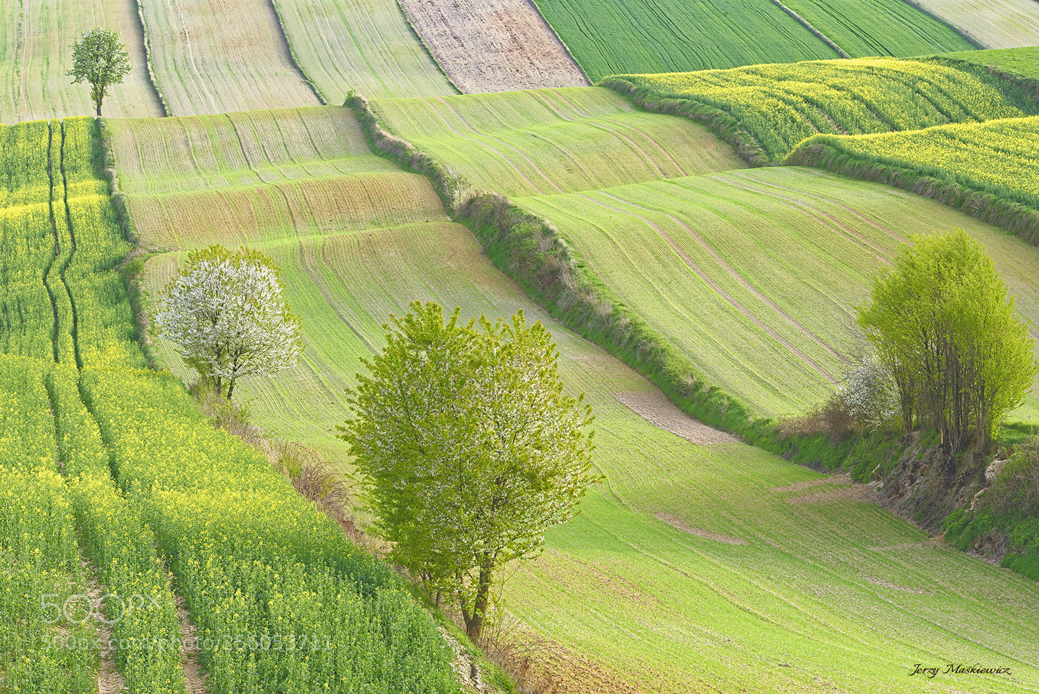 Nikon D610 sample photo. Spring fields photography