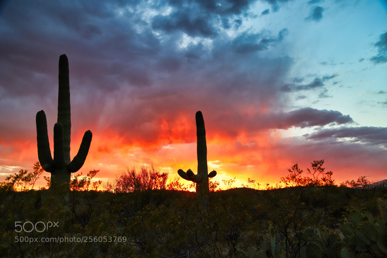 Canon EOS 6D Mark II sample photo. Sunset at saguaro national photography