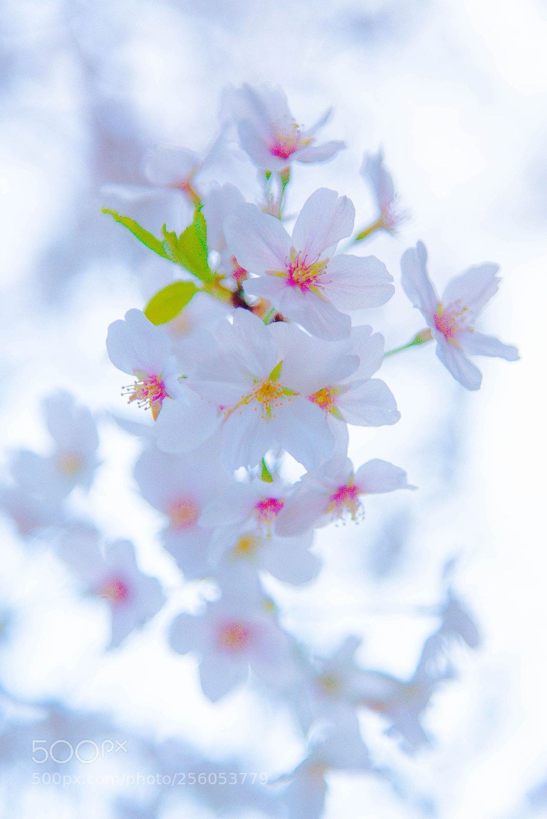 Nikon D750 sample photo. Cherry blossom close up photography