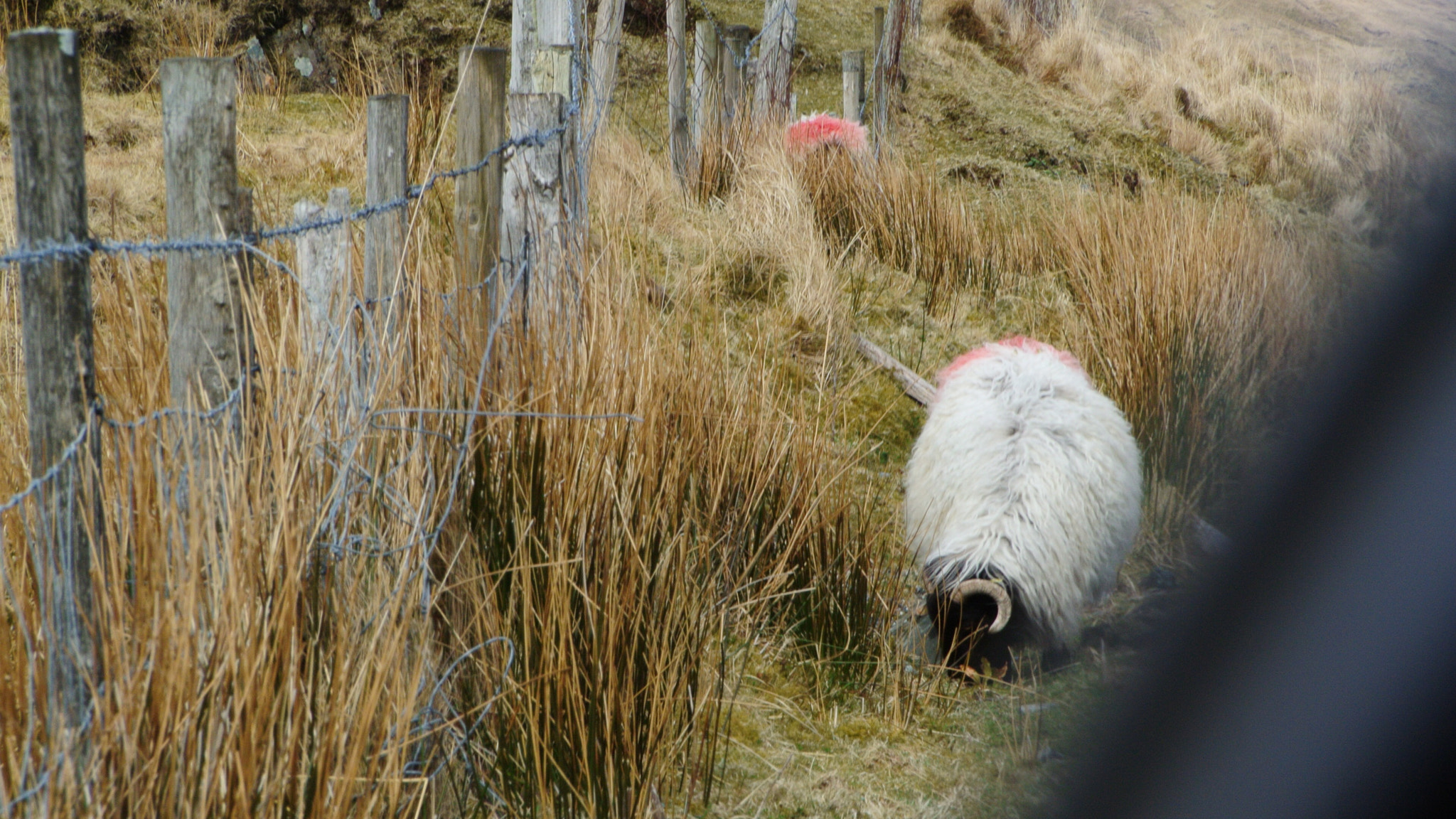 Nikon 1 J1 sample photo. Sheep photography