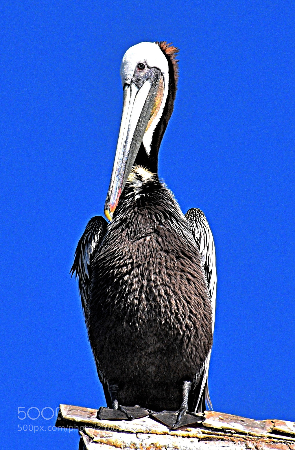 Nikon D7200 sample photo. Pelican watching you one photography