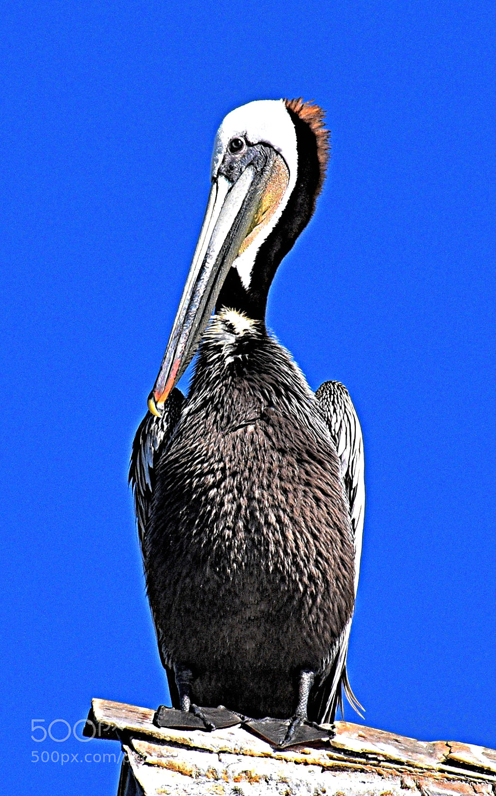 Nikon D7200 sample photo. Pelican watching you two photography