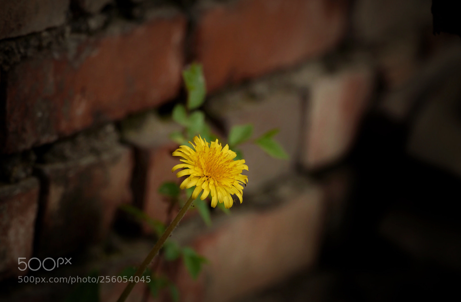 Leica SL (Typ 601) sample photo. Untitled photography