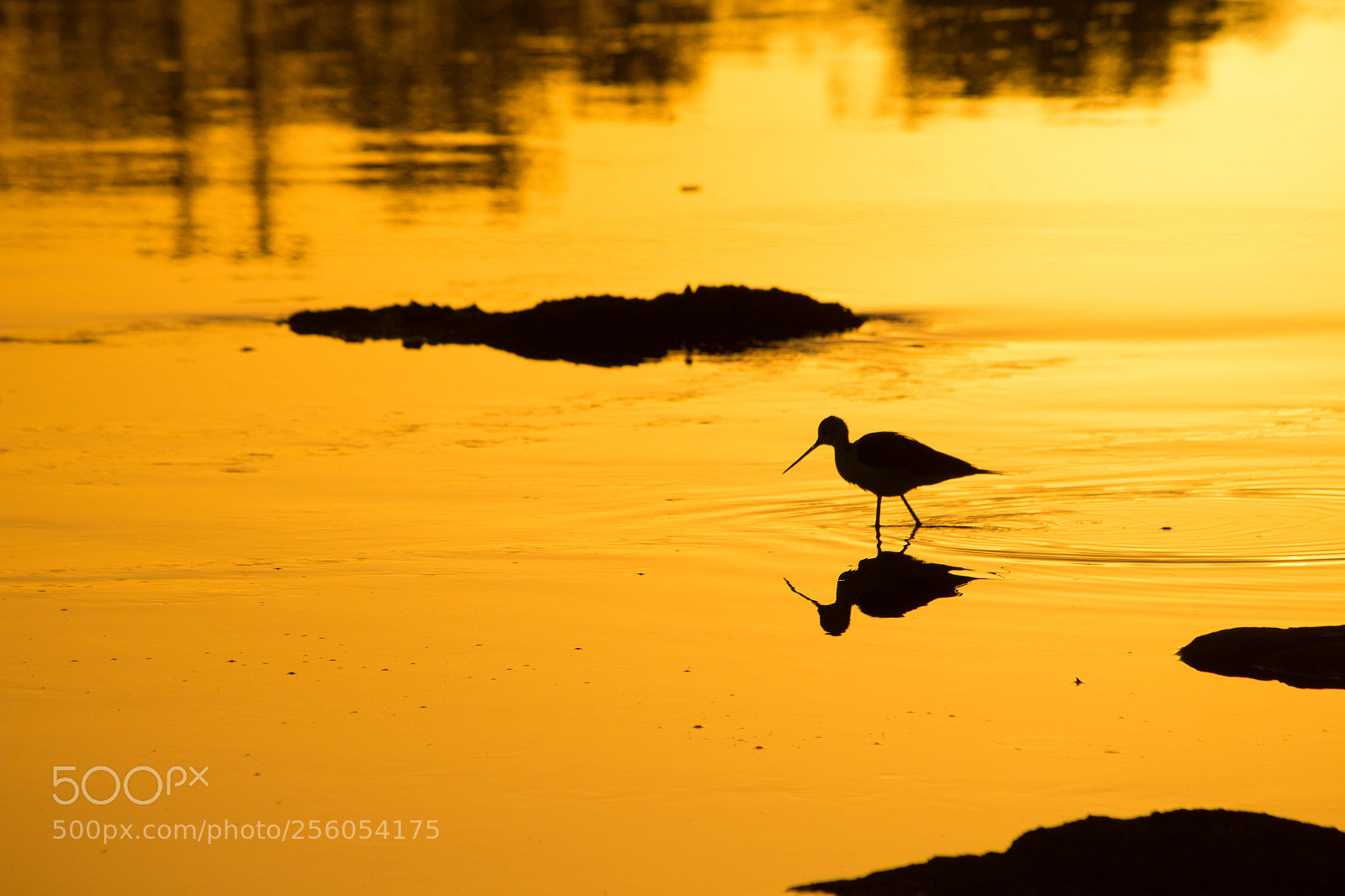 Canon EOS 1200D (EOS Rebel T5 / EOS Kiss X70 / EOS Hi) sample photo. Stilt silhouette in gold photography