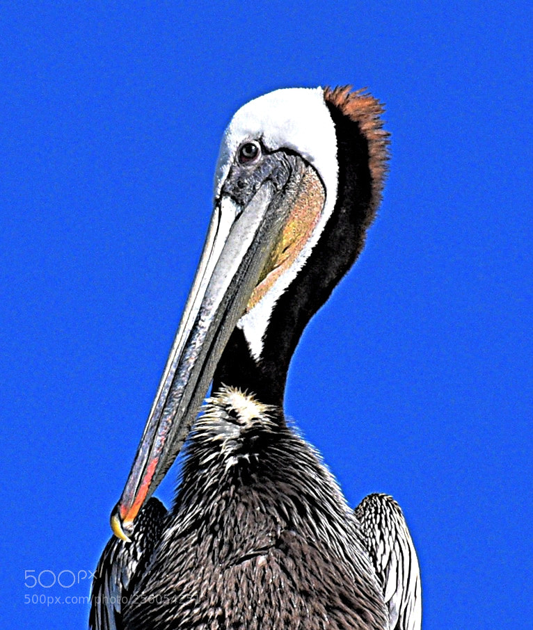 Nikon D7200 sample photo. A pelican bird portrait photography