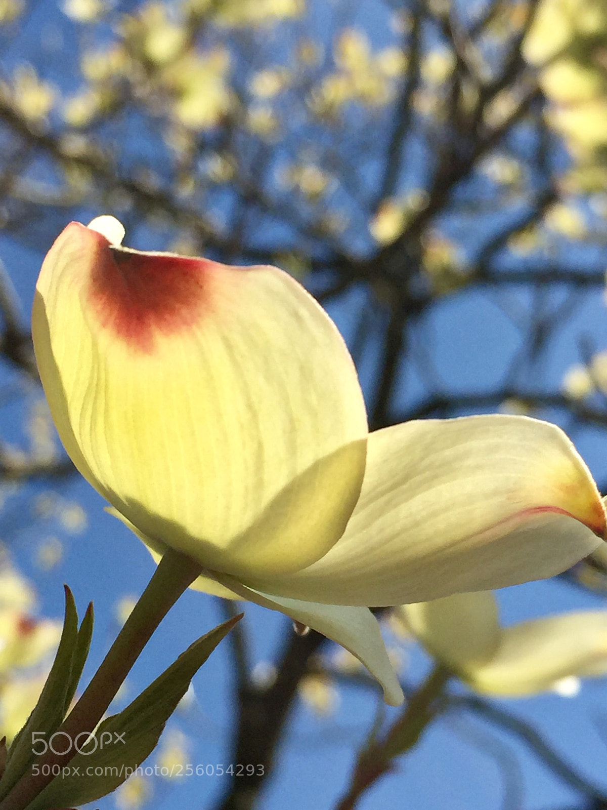 Apple iPhone 6 sample photo. Springtime... photography