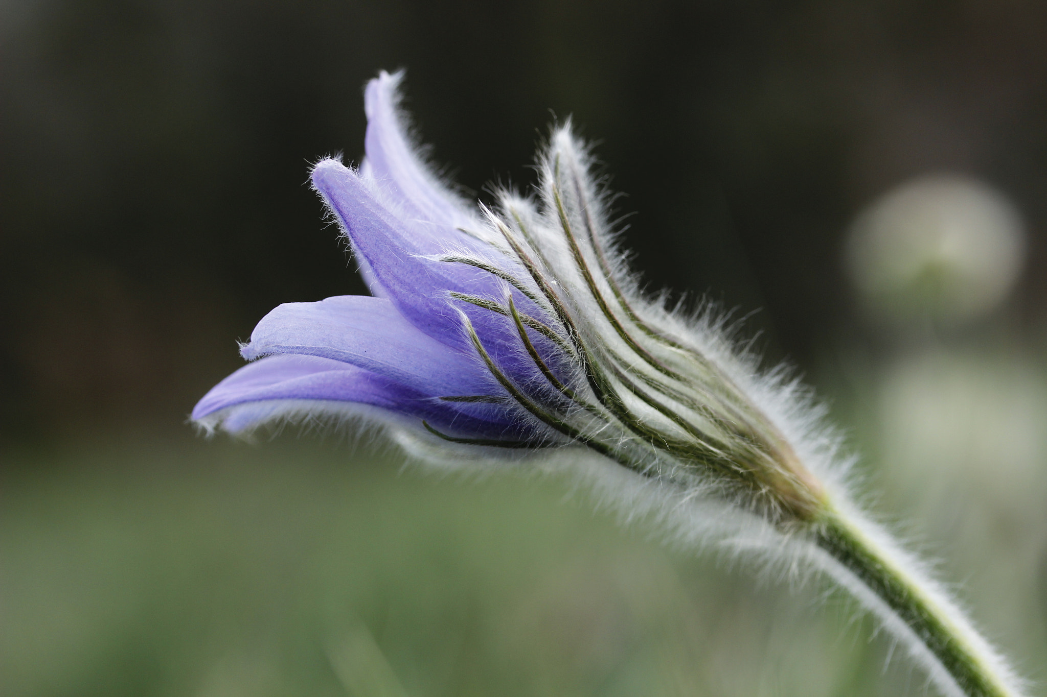 Canon EF-S 60mm F2.8 Macro USM sample photo. Mg photography
