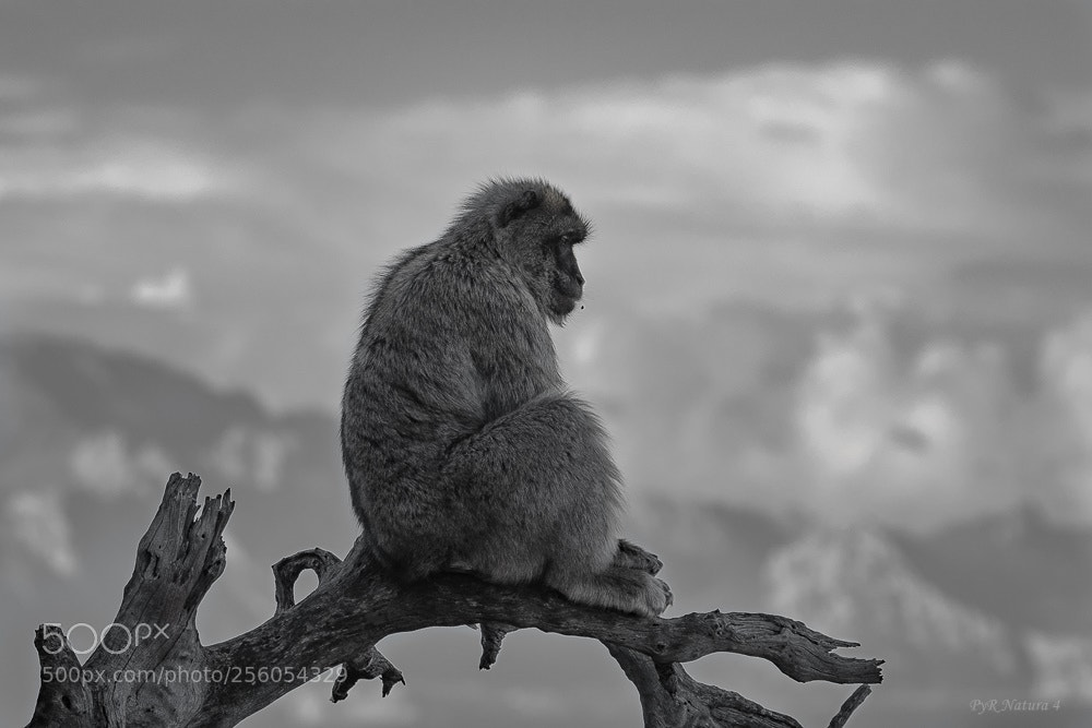 Nikon D500 sample photo. Y al fondo africa photography