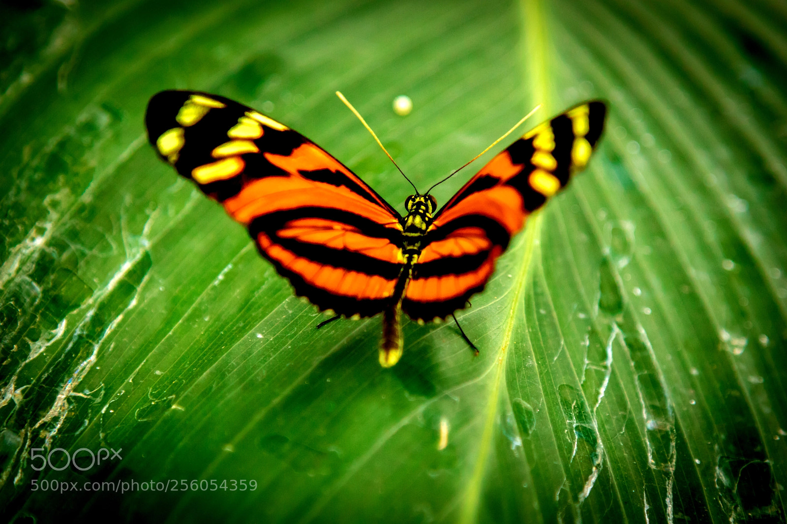 Canon EOS 80D sample photo. Butterfly landing leaves photography