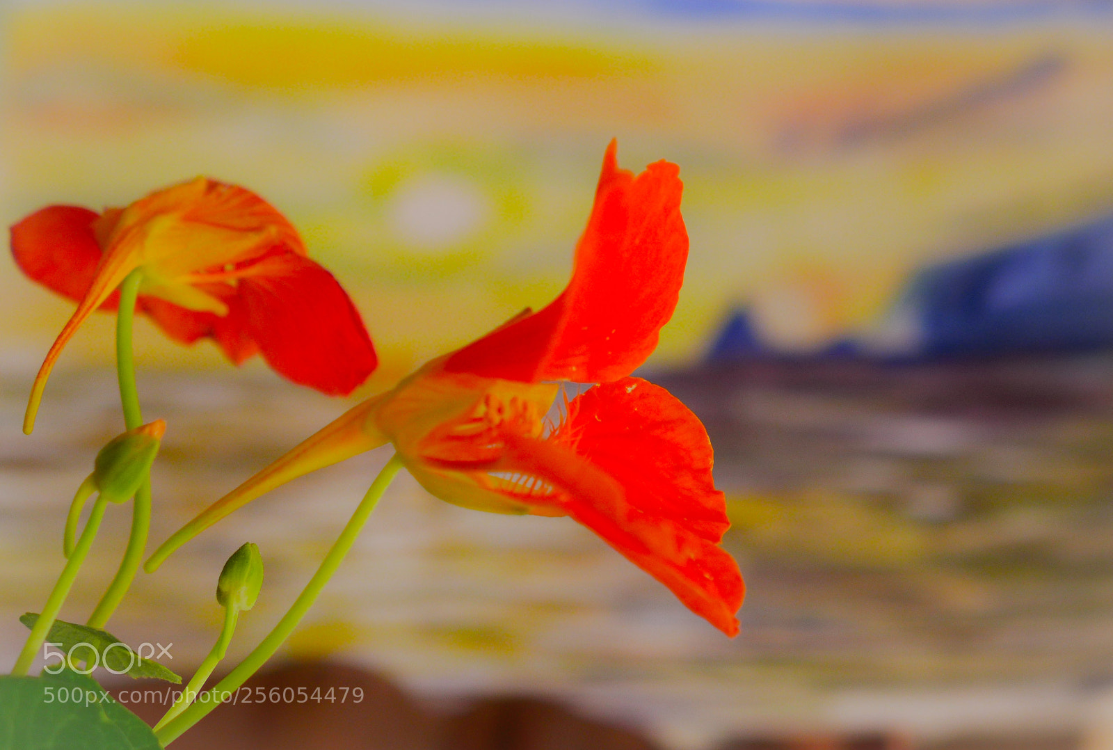 Panasonic Lumix DMC-LX7 sample photo. Flower in the picture photography