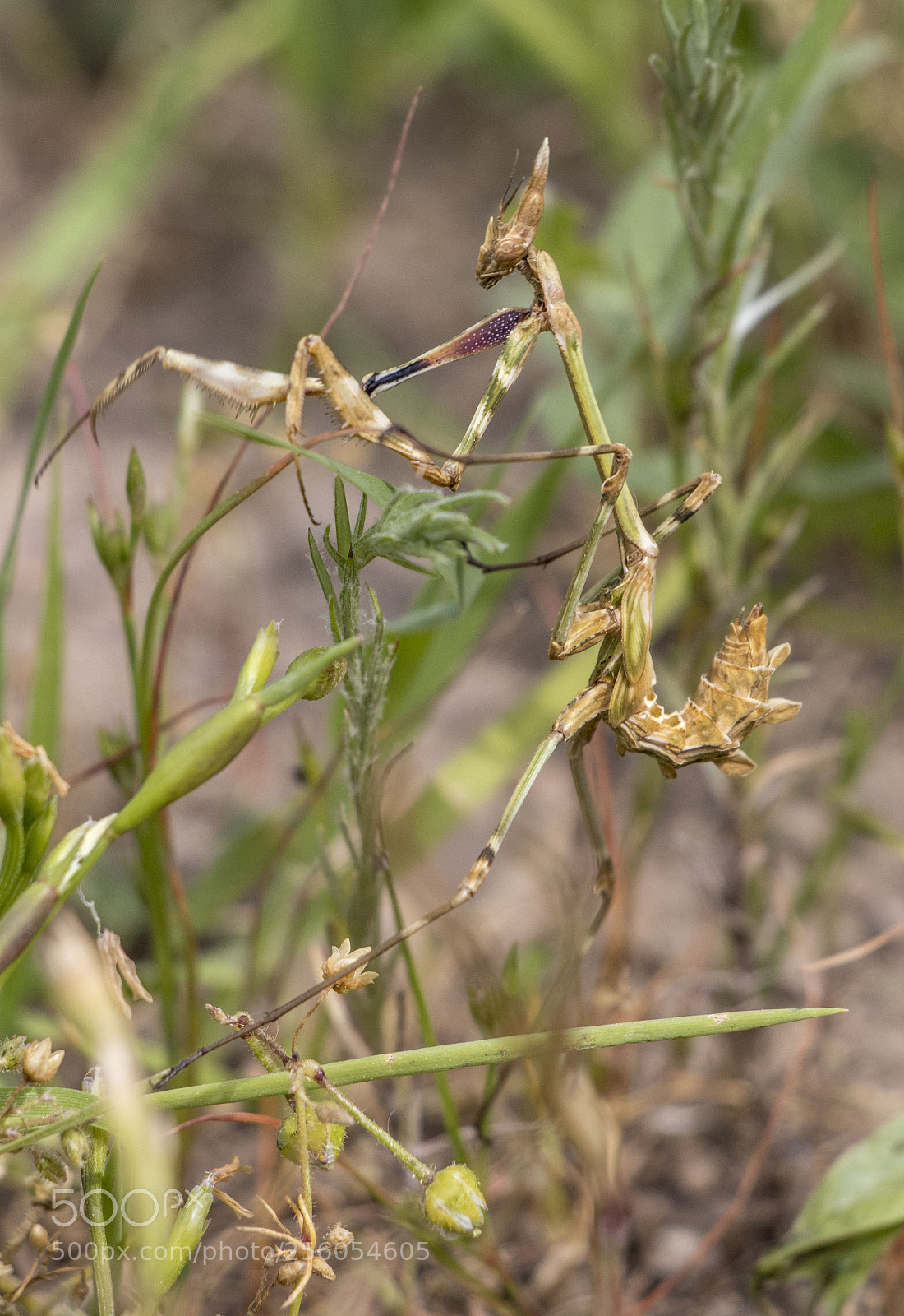 Canon EOS 77D (EOS 9000D / EOS 770D) sample photo. Camouflage photography
