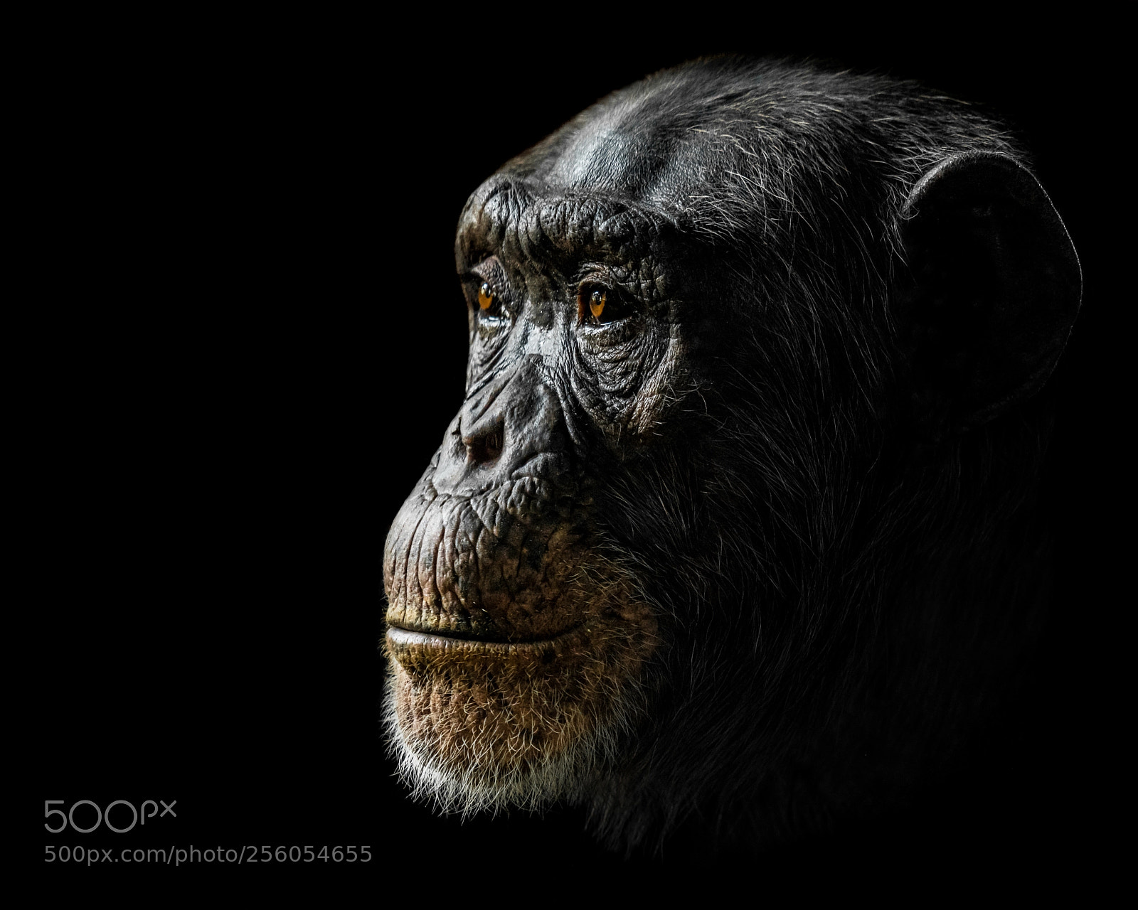 Sony a7R II sample photo. Chimpanzee xxiv photography