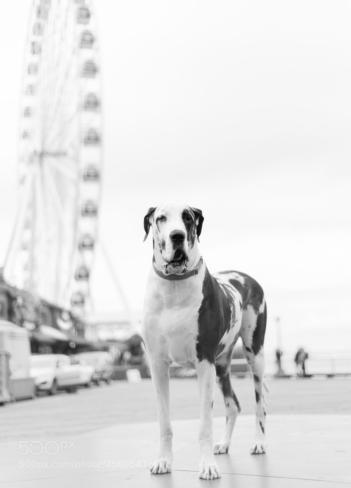 Nikon D750 sample photo. Boardwalk dane photography