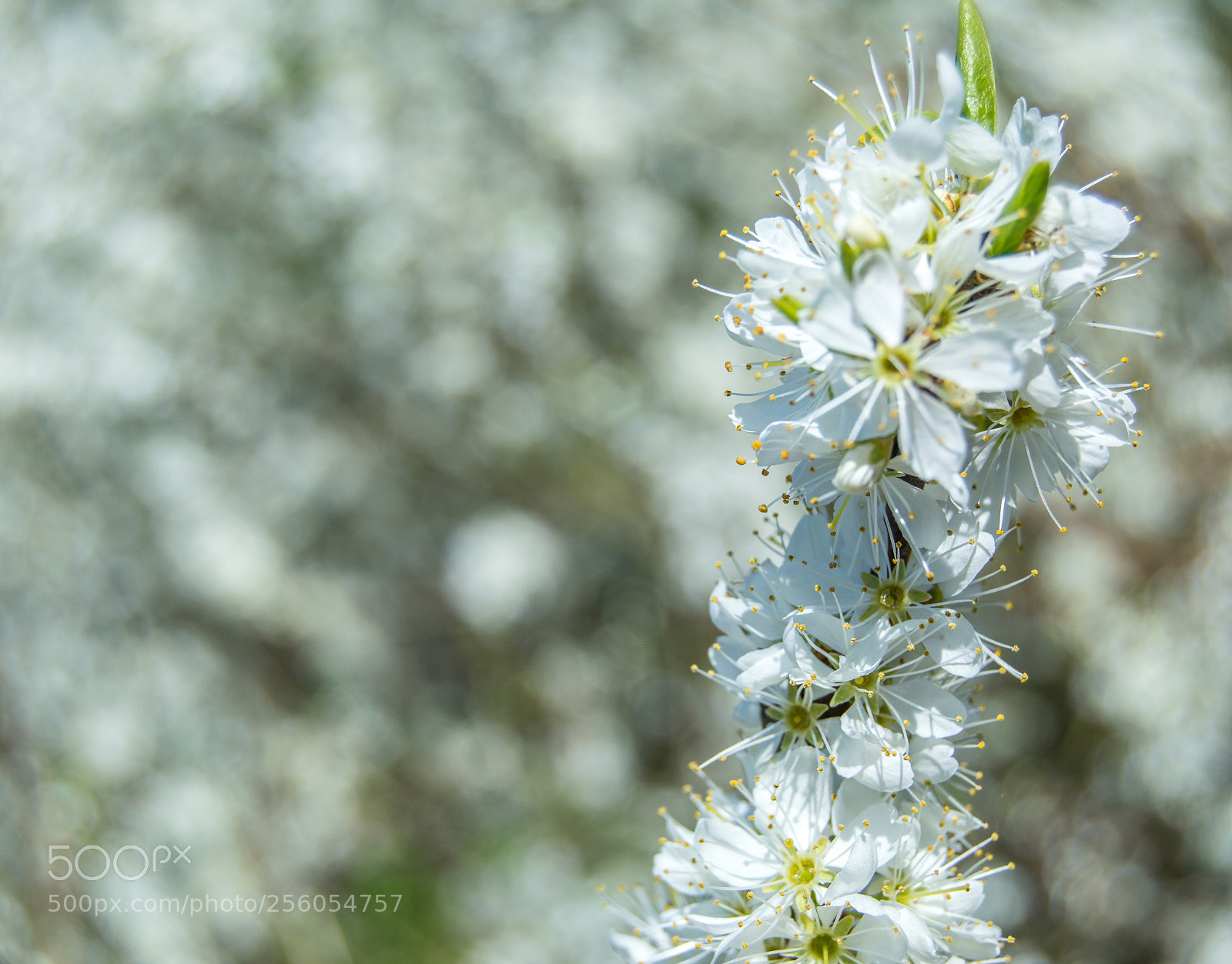Nikon D3200 sample photo. Flower photography