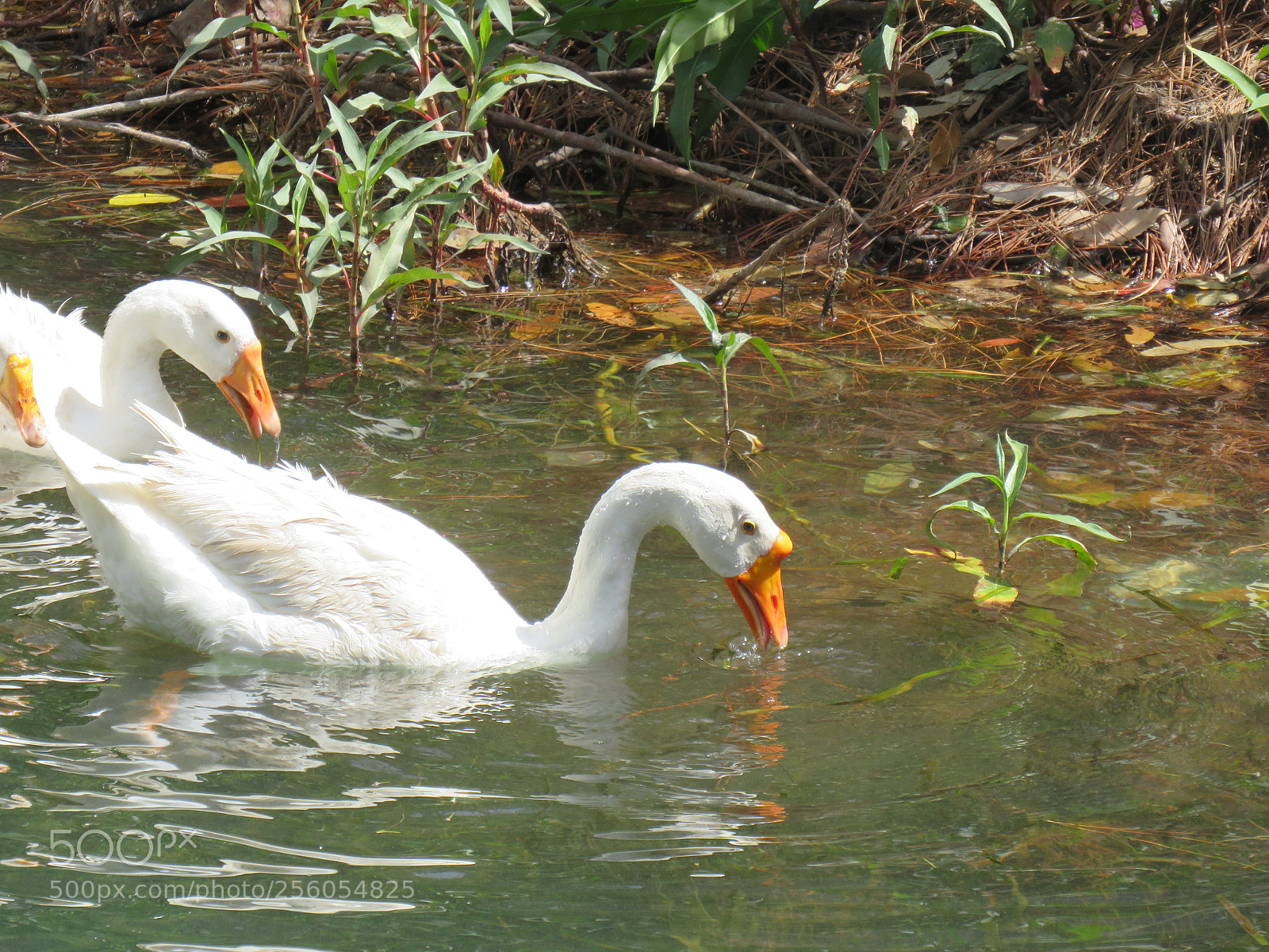 Canon PowerShot SX540 HS sample photo. Img photography
