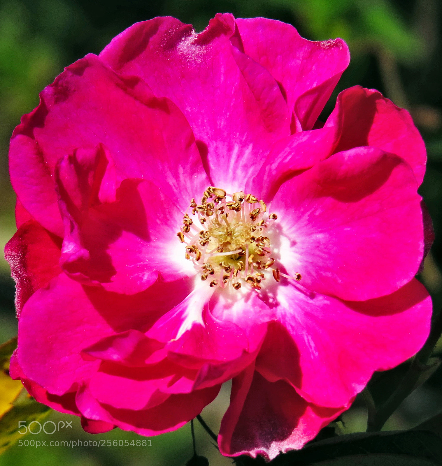 Canon PowerShot SX50 HS sample photo. A pink flower in photography