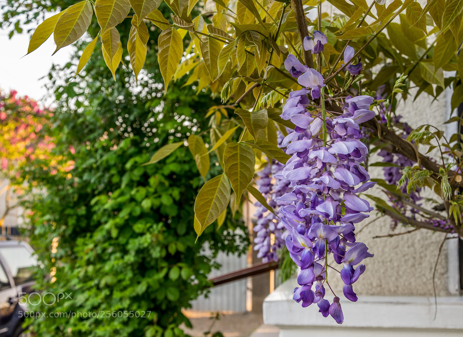 Nikon D5300 sample photo. Glicina (wisteria sinensis ) photography
