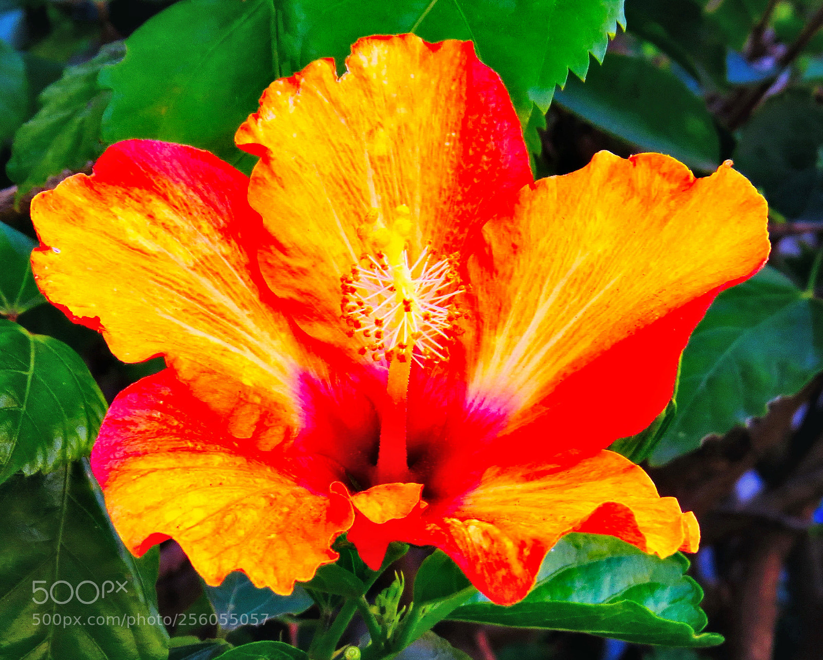 Canon PowerShot SX50 HS sample photo. A nice gold hibiscus photography