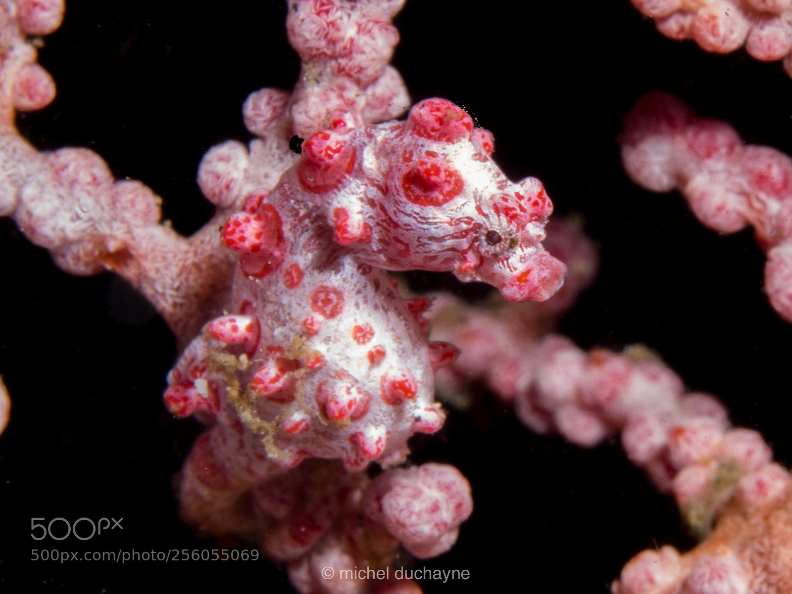 Olympus OM-D E-M10 II sample photo. Pygmy sea horse photography