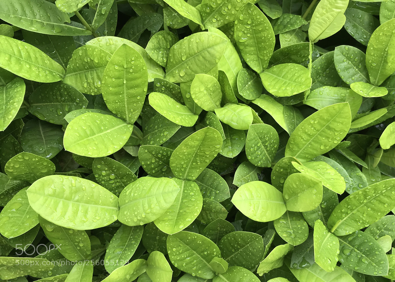 Apple iPhone 7 Plus sample photo. Leaves and drops of photography