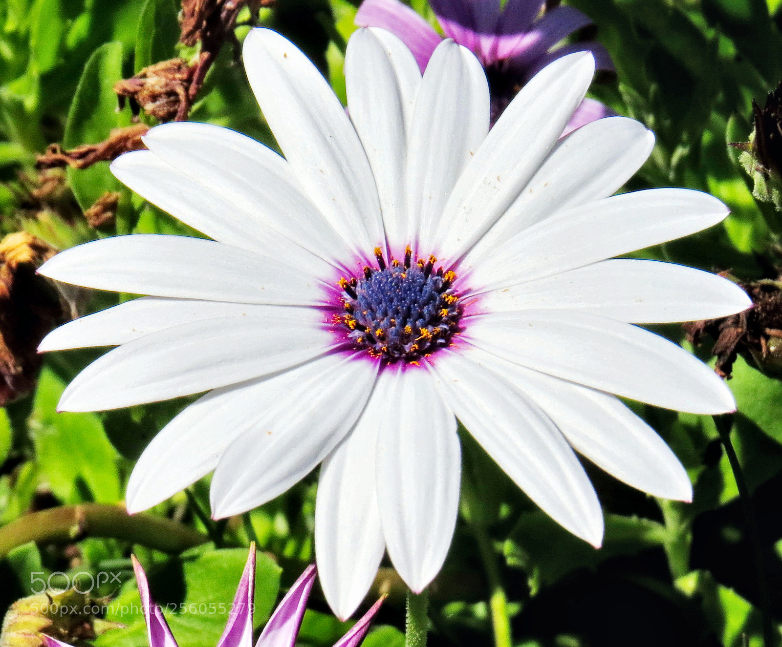 Canon PowerShot SX50 HS sample photo. A white and purple photography