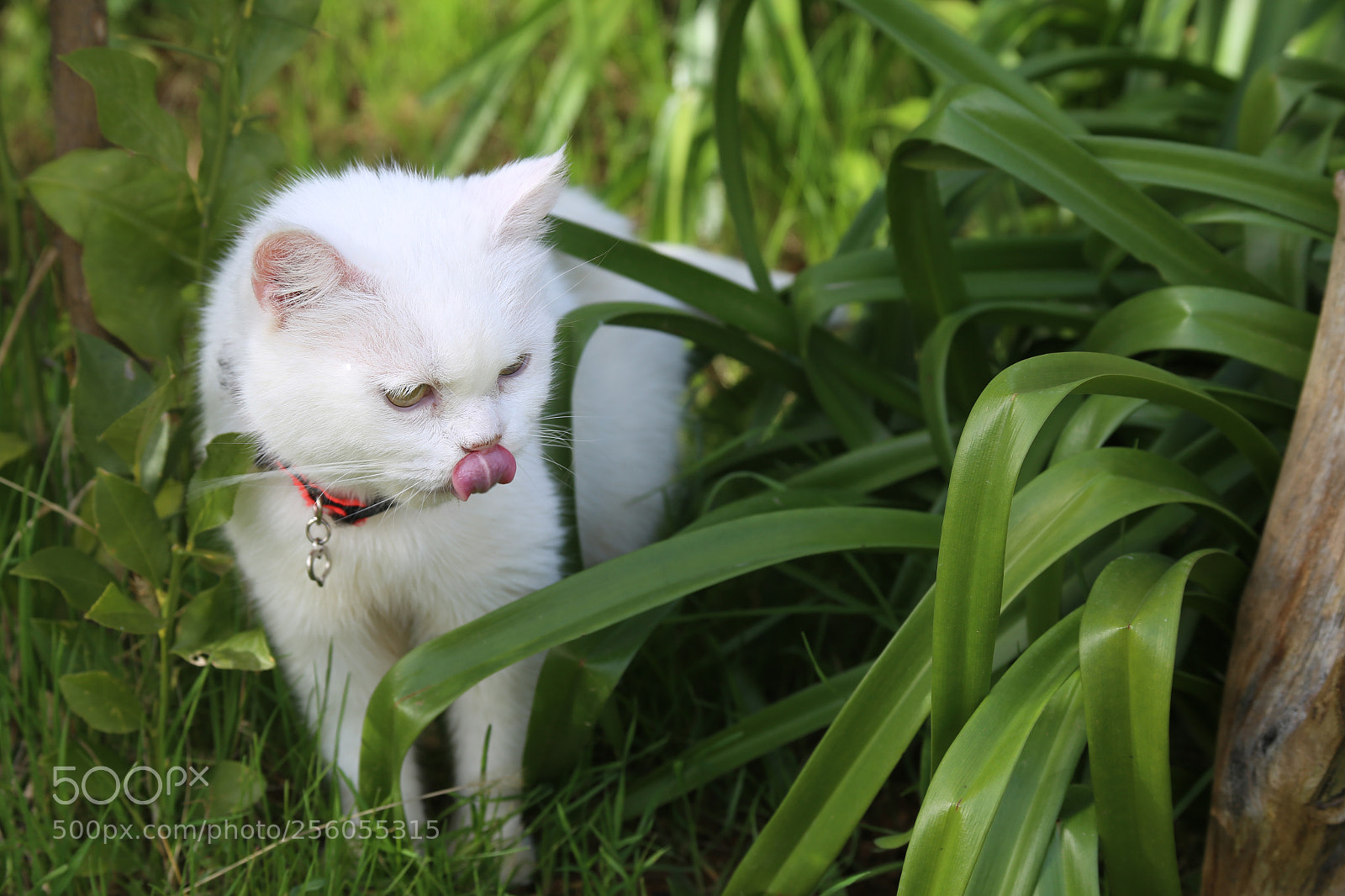 Canon EOS 6D sample photo. Img photography
