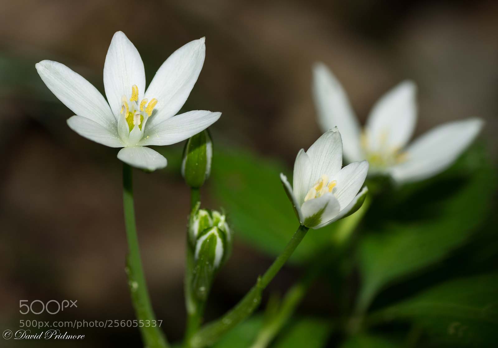 Nikon D7200 sample photo. White photography