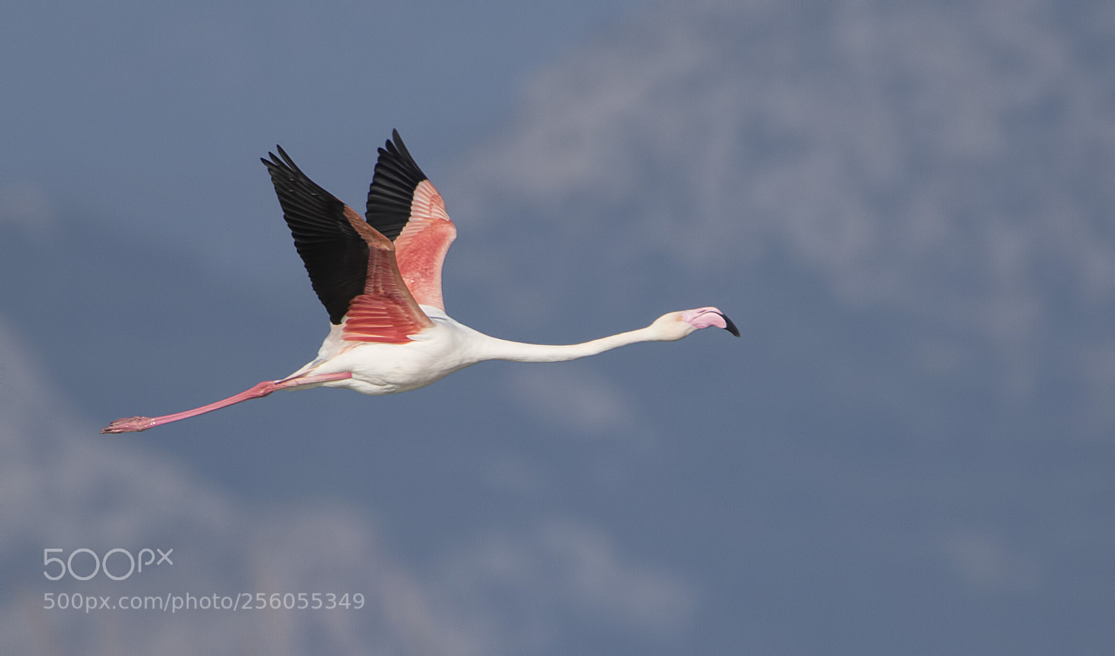 Canon EOS 7D Mark II sample photo. Flamingo - mersin / turkey photography