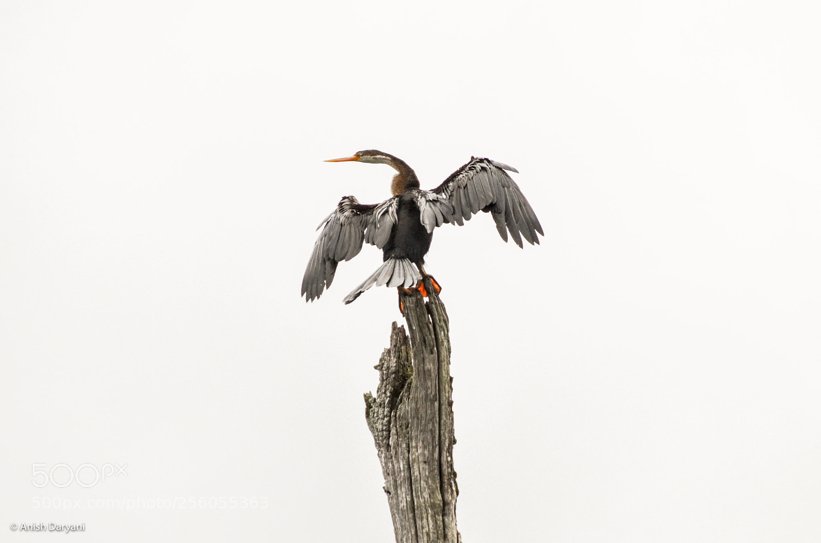 Nikon D5100 sample photo. Snake bird photography