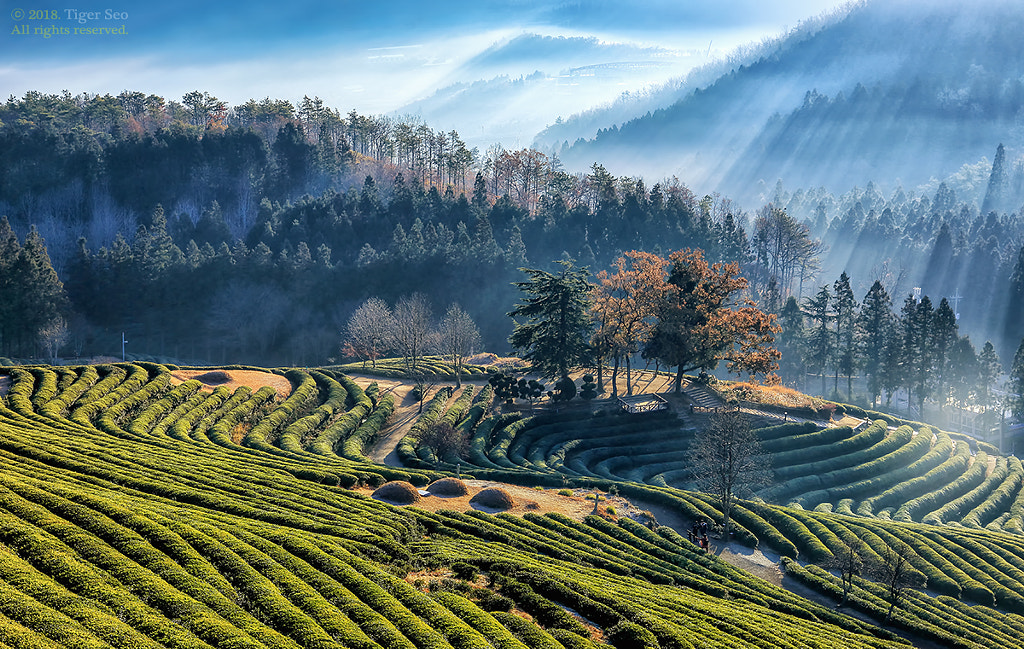 morning of green tea farmland by Tiger Seo on 500px.com