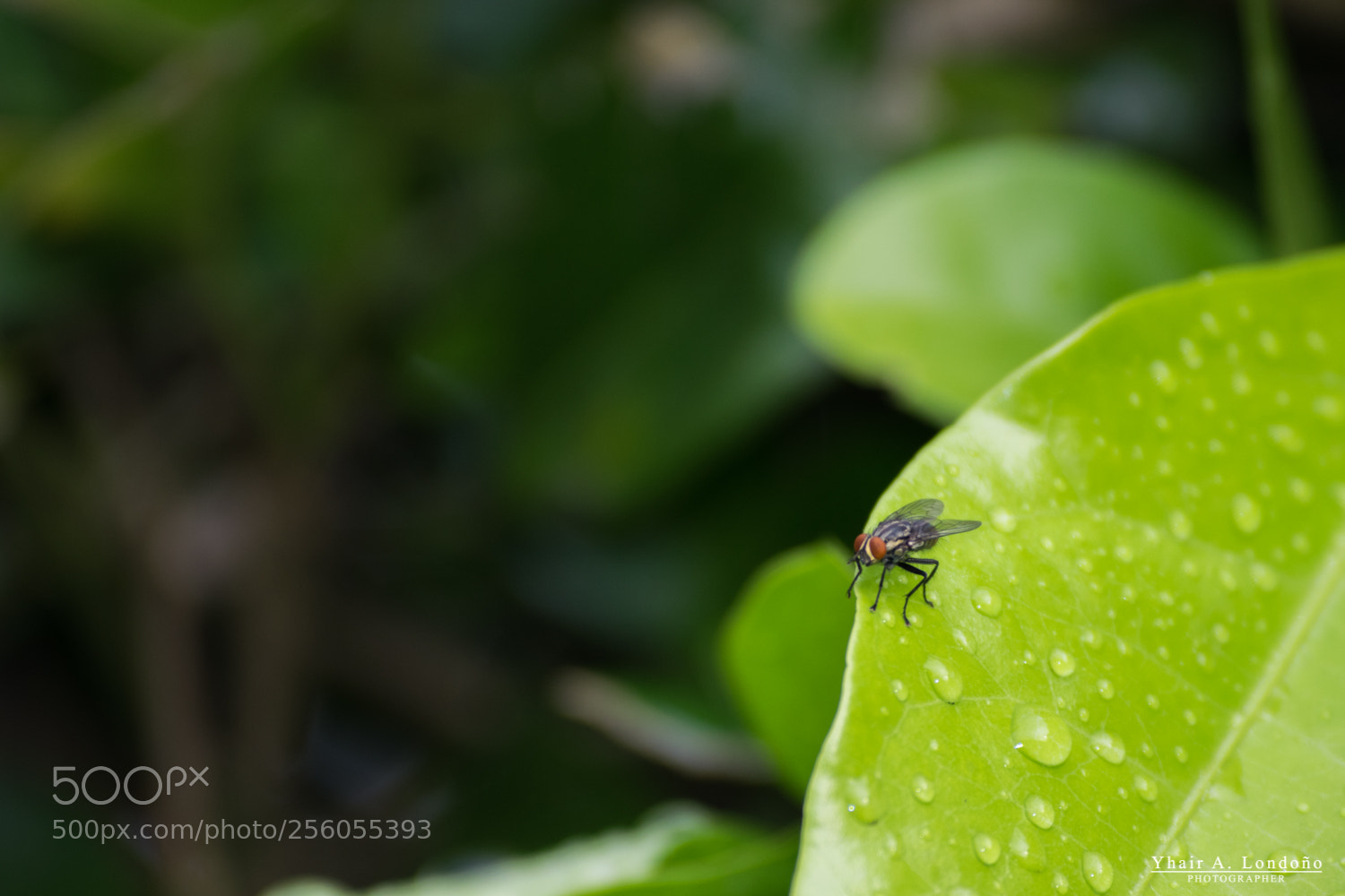 Nikon D5300 sample photo. Mosca photography