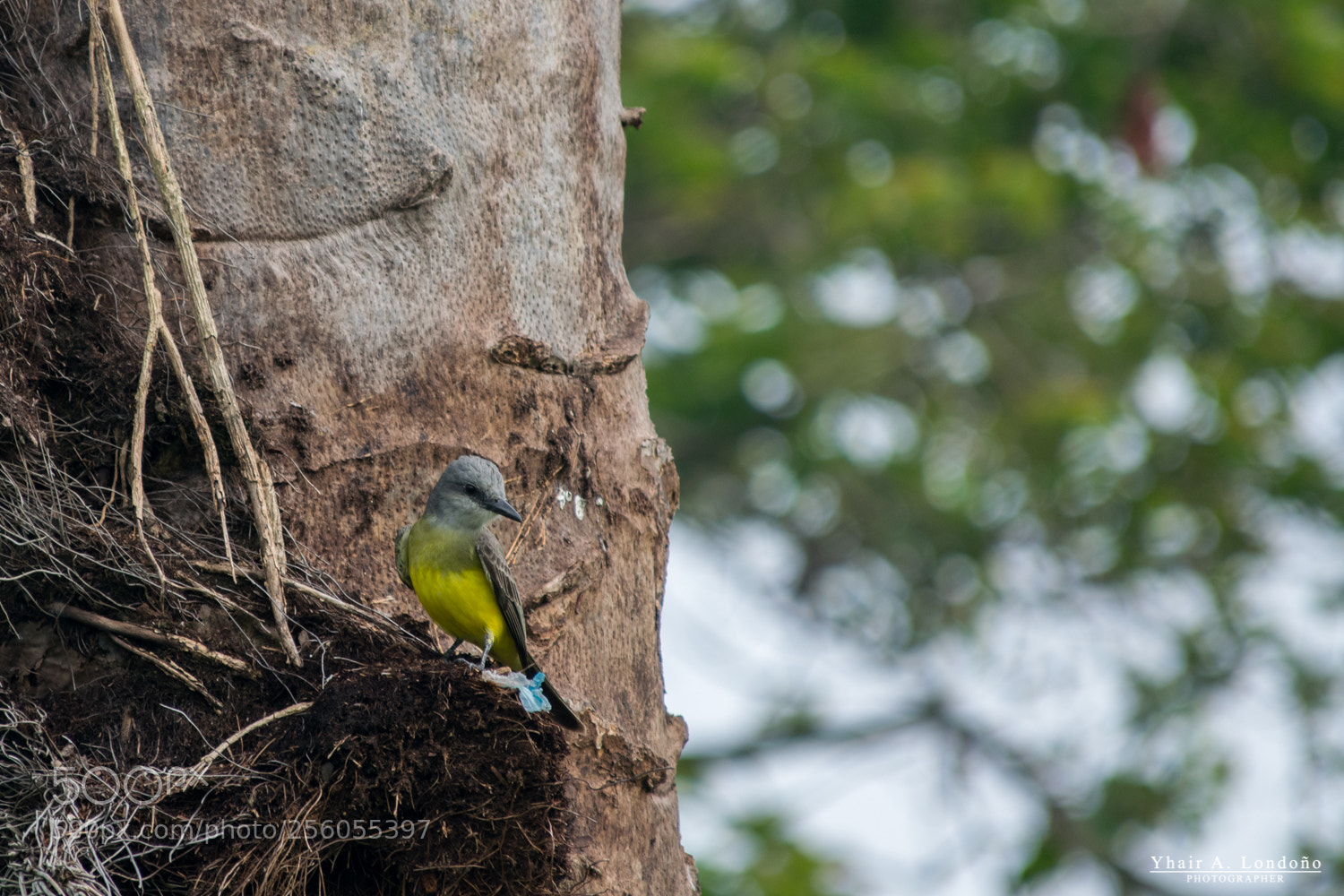 Nikon D5300 sample photo. Pájaro 2 photography