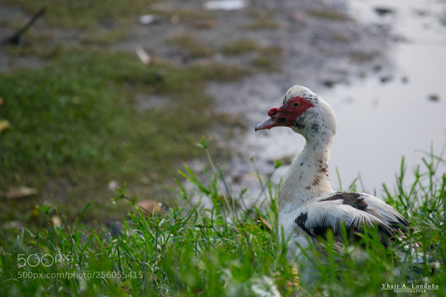Nikon D5300 sample photo. Pato - duck photography