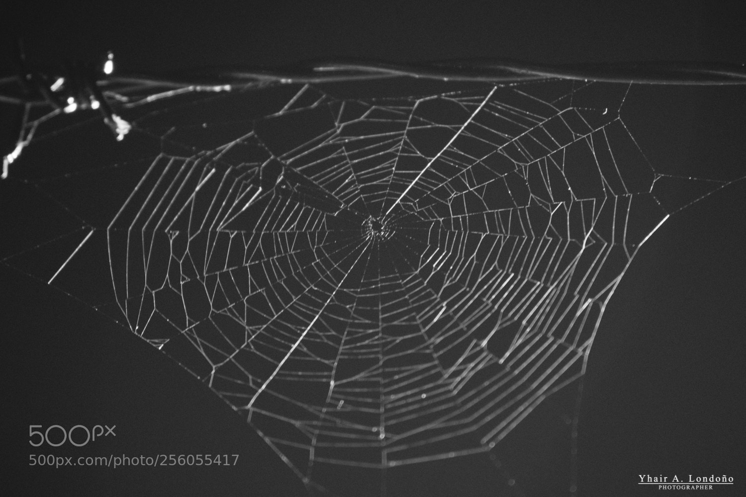 Nikon D5300 sample photo. Telaraña - cobweb photography