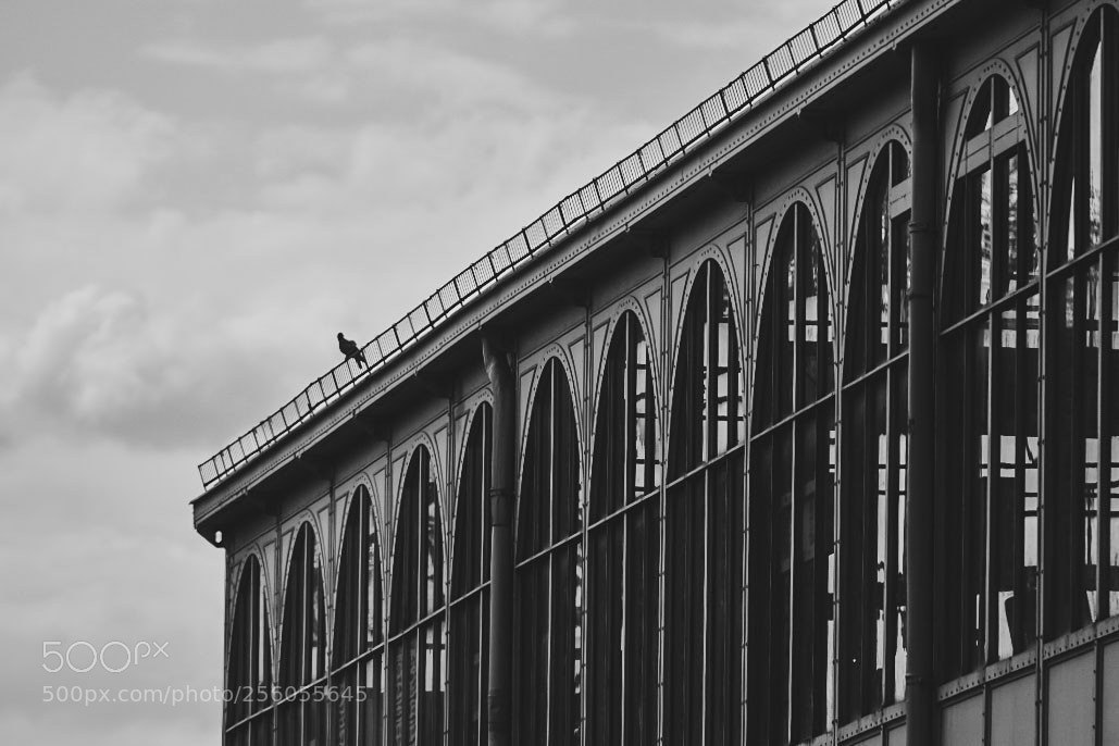 Nikon D750 sample photo. Archporn20 photography