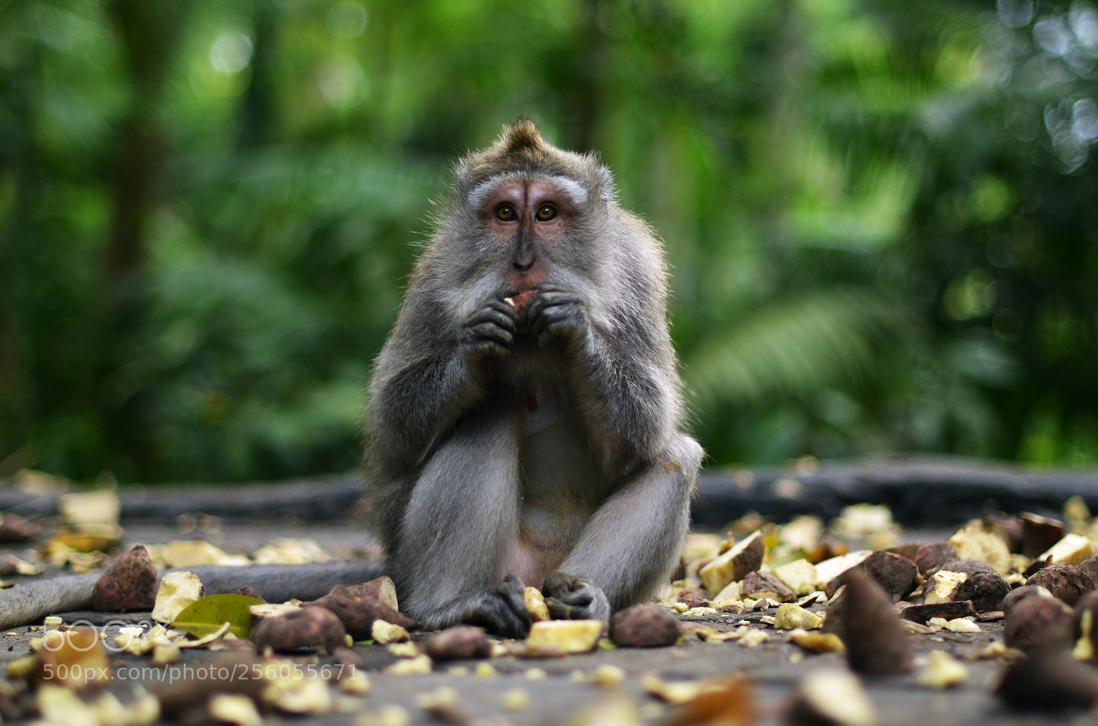 Nikon D7000 sample photo. Bali photography